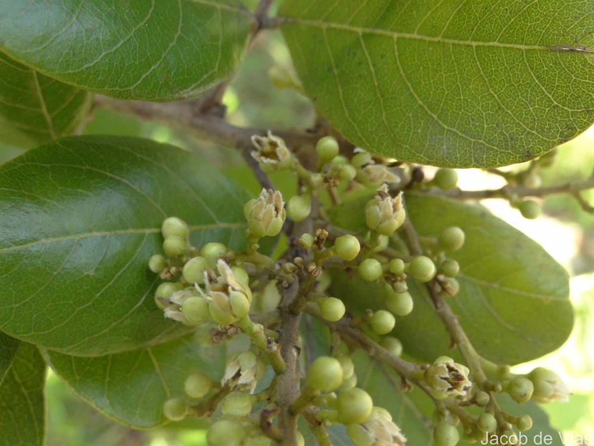 Sapindus emarginatus Vahl